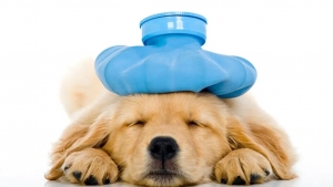 The Dog Days of Summer