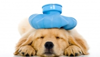 The Dog Days of Summer